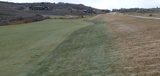 Delayed dormancy / Spring green up